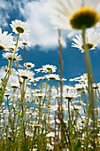 Ox-Eye Daisies In A Field, East Sussex, Uk