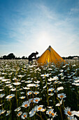 Woman Setting Up Tent In Field Of Ox-Eye Daisies, Isfield, East Sussex, Uk