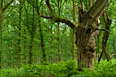 Old Oak Tree In Savernake Forest, Marlborough, Wiltshire, Uk