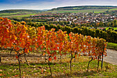 Weinstöcke entlang des Weinlehrpfades, Markelsheim, Franken, Bayern, Deutschland