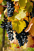 vineyards along the Wine education path, Markelsheim, Franconia, Bavaria, Germany