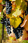 Weinstöcke entlang des Weinlehrpfades, Markelsheim, Franken, Bayern, Deutschland