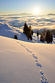 Rabbit tracks over snowface with Dachstein range and Lower Tauern range in the background, near Arthurhaus, Hochkoenig, Berchtesgaden range, Salzburg, Austria