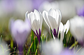White crocuses in blossom, Langtaufers valley, Oetztal range, South Tyrol, Italy