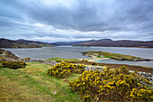 Blühender Ginster vor See Loch Eriboll, Loch Eriboll, Highland, Schottland, Großbritannien, Vereinigtes Königreich