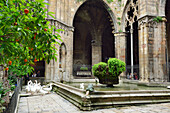 Innenhof und Kreuzgang der Kathedrale mit heilige Gänse, La Catedral de la Santa Creu i Santa Eulàlia, Gotik, Barri Gotic, Barcelona, Katalonien, Spanien