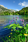Blumen wachsen am Ufer des Lago Tovel, Lago Tovel, Brentagruppe, Brenta, Dolomiten, UNESCO Weltnaturerbe Dolomiten, Trentino, Italien