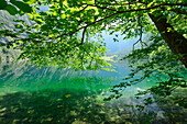 Beech tree leaning into lake Obersee, lake Obersee, lake Koenigssee, Berchtesgaden range, National Park Berchtesgaden, Berchtesgaden, Upper Bavaria, Bavaria, Germany