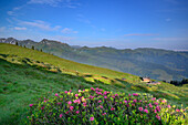 Blühende Alpenrosen und Alm, Feldalpenhorn, Feldalphorn, Wildschönau, Kitzbüheler Alpen, Tirol, Österreich