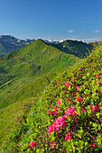 Alpine roses in blossom with Schafsiedel, Schwaigberghorn and Reichenspitz range in the background, Feldalpenhorn, Feldalphorn, Wildschoenau, Kitzbuehel range, Tyrol, Austria