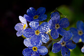 Pearls of dew covering a forget-me-not, Germany