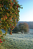 mit Raureif bedeckte Weiden mit Apfelbaum mit reifen Äpfeln, Wald und Hügel im Hintergrund, Mittelhessen, Hessen, Deutschland