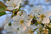 Blooming cherry tree with many flowers in full blossom, partially blurred with partial sharpness, macro close up, Hesse, Germany