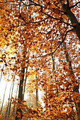 herbstlicher Buchenwald im Oktober, Blick in Baumkronen im Gegenlicht, Mittelhessen, Hessen, Deutschland