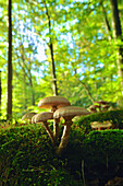 Herbstwald mit Gruppe von Lamellenpilz auf bemoostem Stamm mit unscharfen Buchen im Hintergrund, Hessen, Deutschland