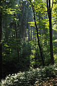 Mixed forest with beech trees in the foreground, beams of sunshine, Central Hesse, Hesse, Germany