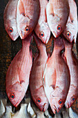 Rote Fische an einem Marktstand am Strand Playa Las Hamacas, Acapulco, Guerrero, Mexiko, Mittelamerika