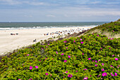 Dünen am Strand mit Kartoffelrosen, Rosa rugosa, Spiekeroog, Ostfriesische Inseln, Nationalpark Niedersächsisches Wattenmeer, Nordsee, Ostfriesland, Niedersachsen, Deutschland, Europa