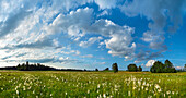 Meadow with cotton grass, Staffelsee Moor, Uffing, Upper Bavaria, Bavaria, Germany