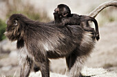 Baboon carrying young on back, Simien Mountains National Park, Ethiopia