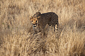 Cheetah in savannah, Namibia