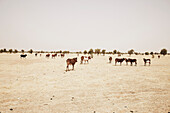 Herd of cattle grazing in steppe, Mauritania