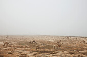 Dromedare grasen zwischen Sanddünen, Nouakchott, Mauretanien