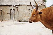 Cattle in front of an adobe hut, Magadala, Mali