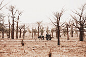 Children with a cart in stark landscape with trees, Dogon Land, Mopti region, Mali