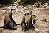 Mona monkeys, Lake Volta, Asuogyaman District, Ghana