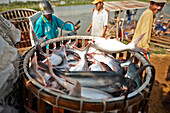 Pangasius Zuchtfarm am Mekong, bei Long Xuyen, An Giang Provinz, Vietnam