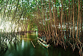 Mangroves in Isla Kapispisan Mangrove Reforestation Aquasilviculture and Eco-tourism Project, Kalibo, Aklan, Philippines, Asia