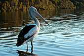Pelikan am Mallacoota Inlet, Croajingolong Nationalpark, Victoria, Australien