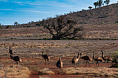 Emus, Flinders Ranges, Südaustralien, Australien