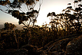 Eukalypts near the top of Genoa Peak, Croajingolong National Park, Victoria, Australia