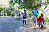 Kinder mit ihrer Buckelrindherde auf dem Weg zum Tempel von Ranakpur , Ranakpur, Rajasthan, Indien