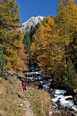 Junger Mann mit Stöcken läuft auf einem Wanderweg, Zaytal, Nationalpark Stilfser Joch, Südtirol, Italien