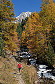 Junger Mann läuft auf einem Wanderweg, Zaytal, Nationalpark Stilfser Joch, Südtirol, Italien