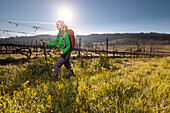 Young woman hiking across a vineyard, Val d Orcia, Tuscany, Italy