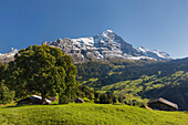 View over mountain pasture to Eiger, Finstaarhorn, Monch and Jungfrau, Grindelwald, Bernese Oberland, Switzerland