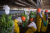 Arbeiter in einer Bananenplantage der Firma Dole, San Pedro Sula, Honduras, Mittelamerika