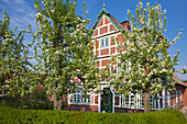 Blühende Bäume vor reetgedecktem Fachwerkhaus, bei Neuenkirchen, Altes Land, Niedersachsen, Deutschland