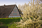 Blühende Bäume vor reetgedecktem Fachwerkhaus, bei Mittelnkirchen, Altes Land, Niedersachsen, Deutschland