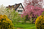 Blossoming trees in front of a half-timbered house with thatched roof, near Jork, Altes Land, Lower Saxony, Germany