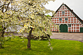Blühende Bäume vor reetgedecktem Fachwerkhaushaus, bei Jork, Altes Land, Niedersachsen, Deutschland