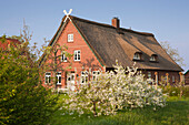 Blossoming trees in front of a farm house with thatched roof, Hofcafe Ottilie, near Mittelnkirchen, Altes Land, Lower Saxony, Germany