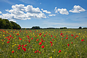 Poppies in a field, Ruegen island, Baltic Sea, Mecklenburg Western-Pomerania, Germany