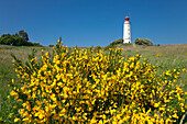 Gorse in front of the lighthouse at Dornbusch, Hiddensee island, National Park Vorpommersche Boddenlandschaft, Baltic Sea, Mecklenburg Western-Pomerania, Germany