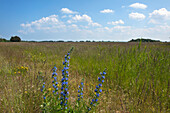 Blueweed (Echium vulgare) on a meadow, Hiddensee island, National Park Vorpommersche Boddenlandschaft, Baltic Sea, Mecklenburg Western-Pomerania, Germany