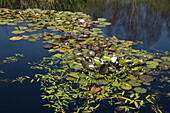 Water lilies, Hiddensee island, National Park Vorpommersche Boddenlandschaft, Baltic Sea, Mecklenburg Western-Pomerania, Germany